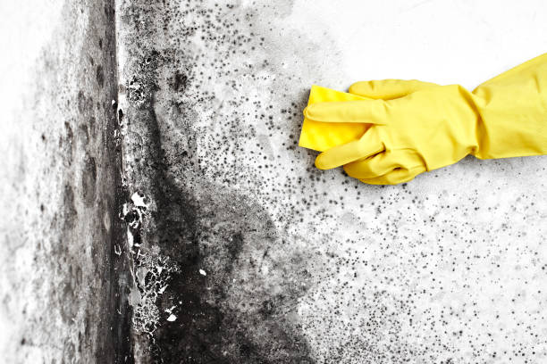 Best Crawl Space Mold Remediation  in Marseles, IL