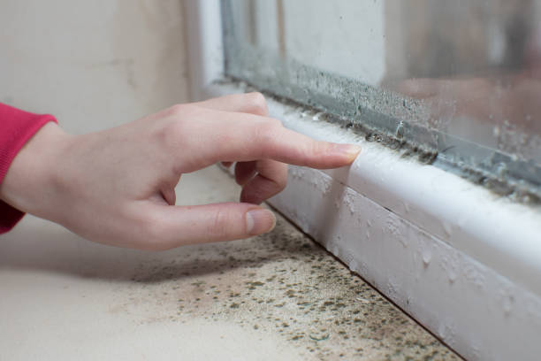 Best Mold Prevention Services  in Marseles, IL