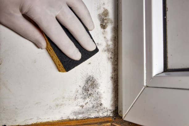Best Mold Remediation for Healthcare Facilities  in Marseles, IL